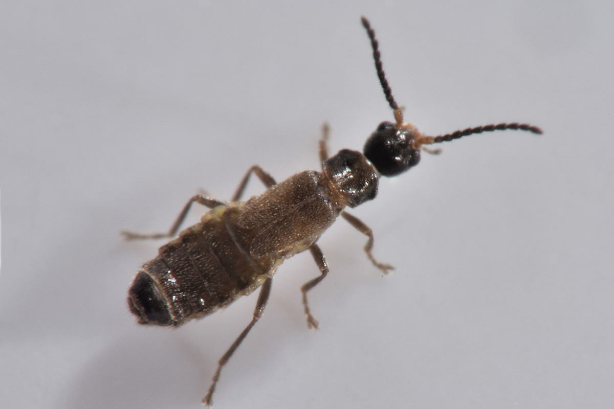 Cantharidae: Malthodes lobatus,  femmina